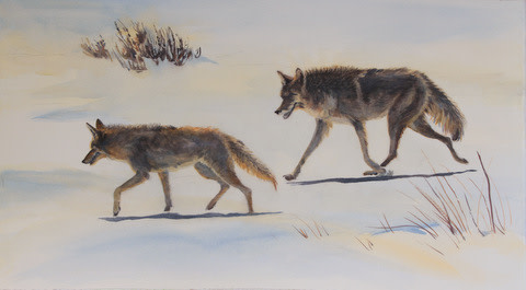 Courting Coyotes by Karyn deKramer 