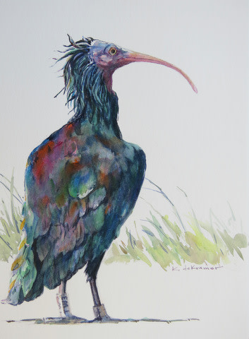 Bald Ibis III - Nothern Bald Ibis by Karyn deKramer 