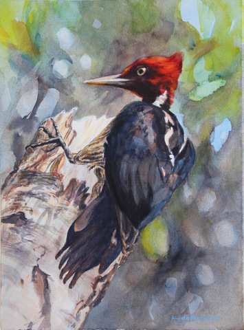 Lineated Woodpecker by Karyn deKramer, Image 1.