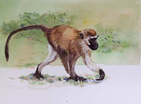 Vervet Monkey by Karyn deKramer, Image 1.