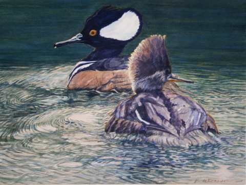 Hoodies - Hooded Mergansers by Karyn deKramer, Image 1.