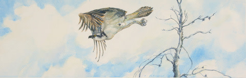 Osprey by Karyn deKramer 