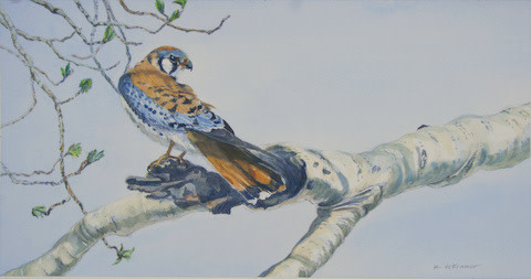 American Kestrel by Karyn deKramer 