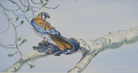 American Kestrel by Karyn deKramer, Image 2.