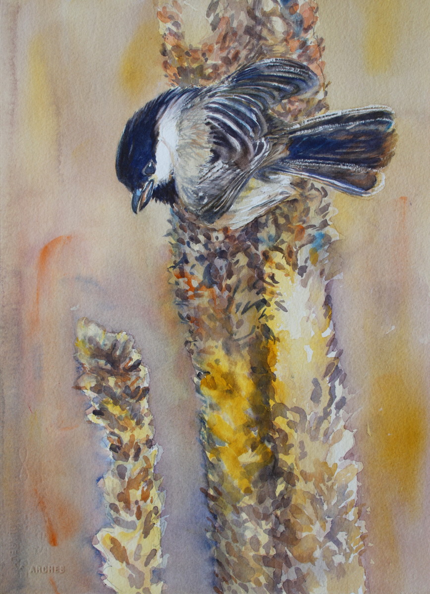 Chickadee Forage - Black-capped Chickadee by Karyn deKramer 