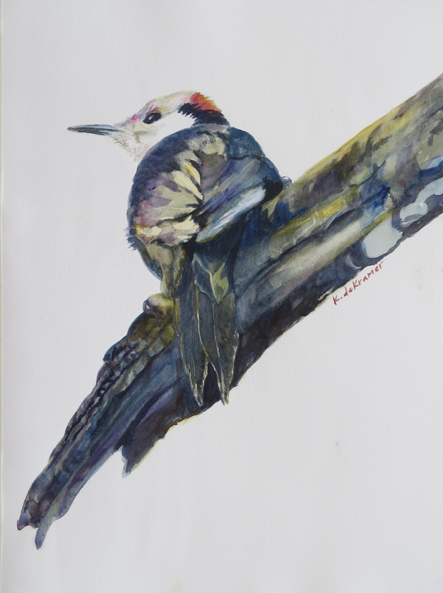 White-headed Woodpecker by Karyn deKramer 