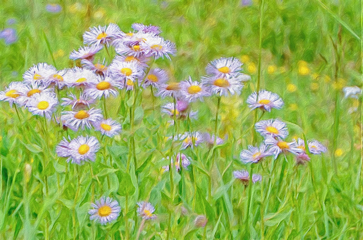 Aspen Daisies 