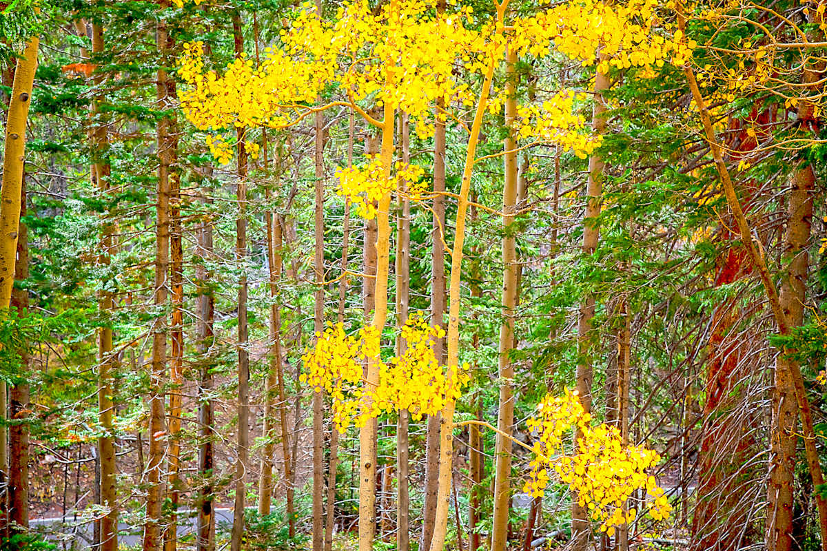 Aspens Amongst Evergreens by Lewis Jackson 
