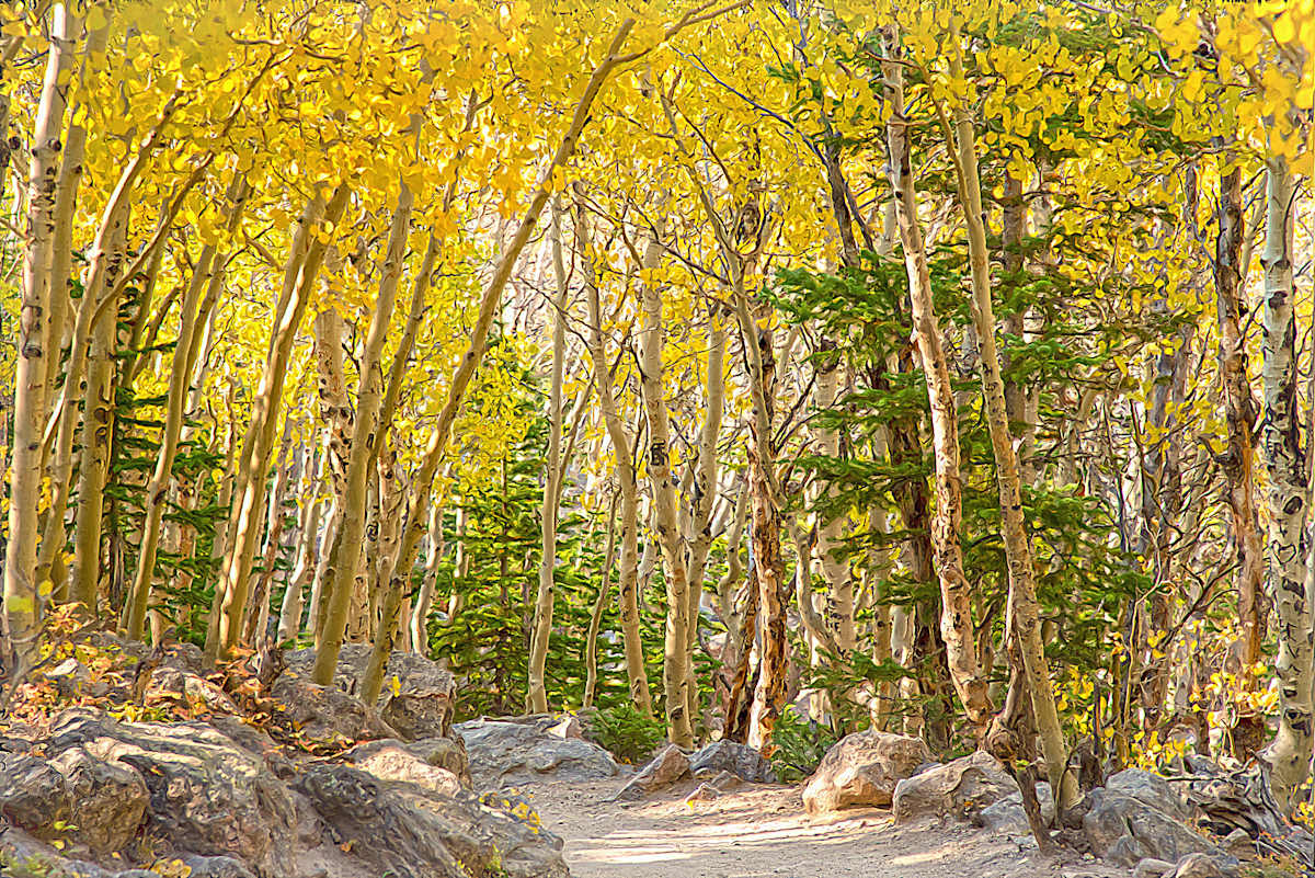 Aspens in Fall by Lewis Jackson 