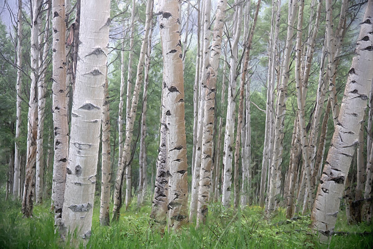 Aspens in Summer Rain 