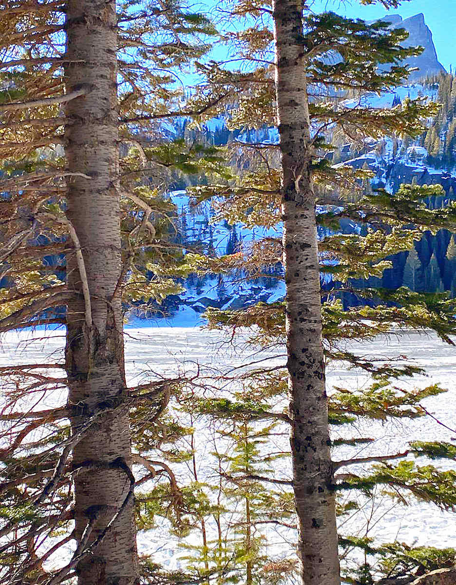 Evergreens in Mid-winter by Lewis Jackson 