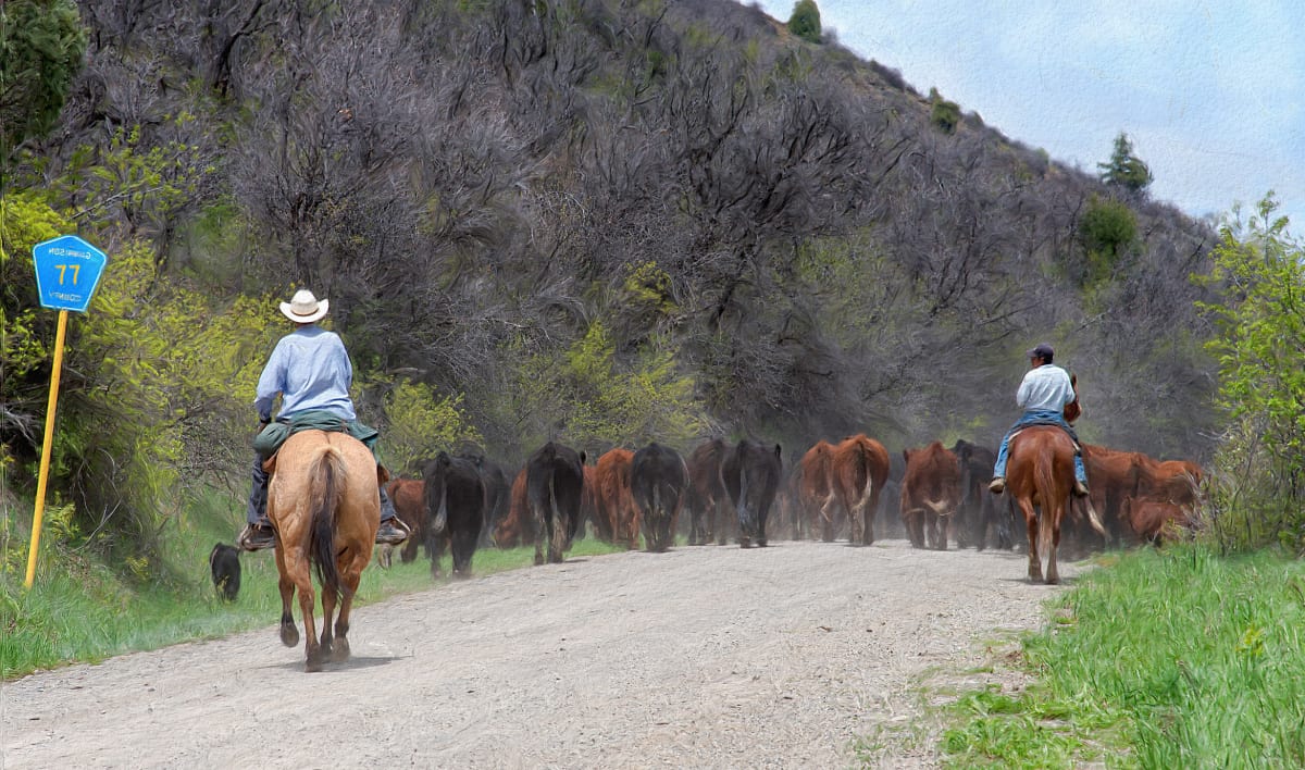 Cattle Drive 