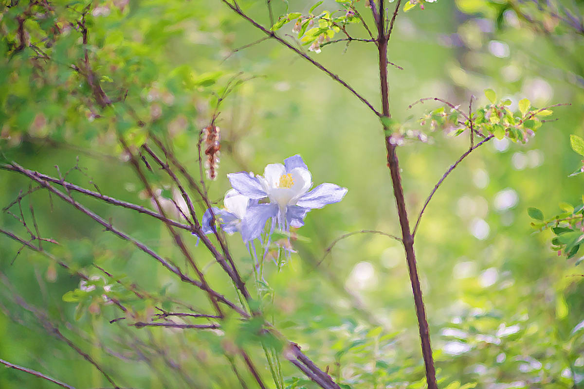 Columbine in Forest Glen 