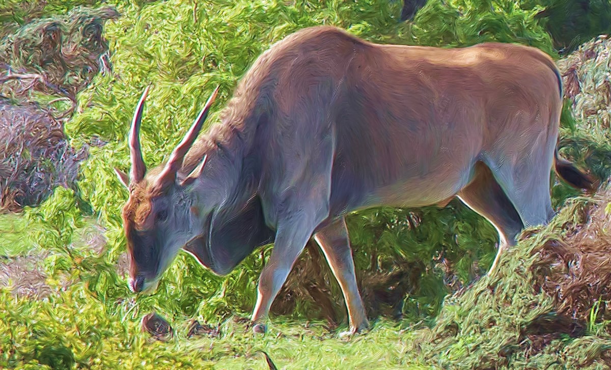 Common Eland, Image 1.