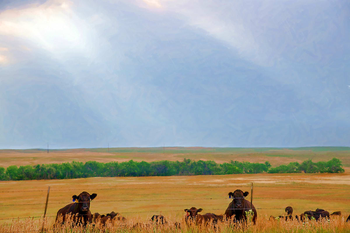 Curious Cows 