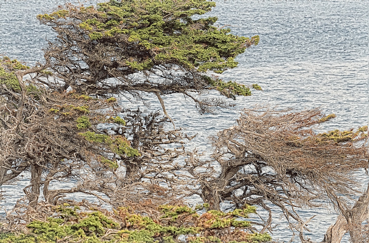 Cyprus Trees, Image 1.
