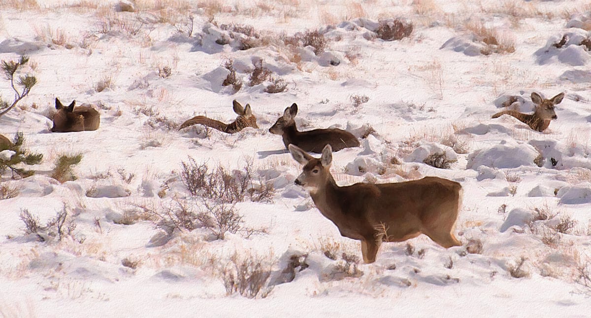 Deer in Snow 