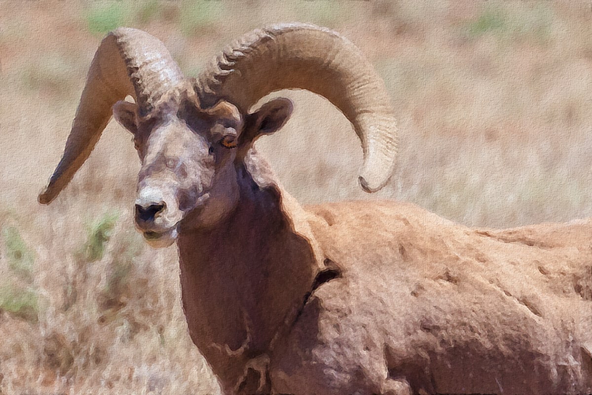Desert Bighorn 