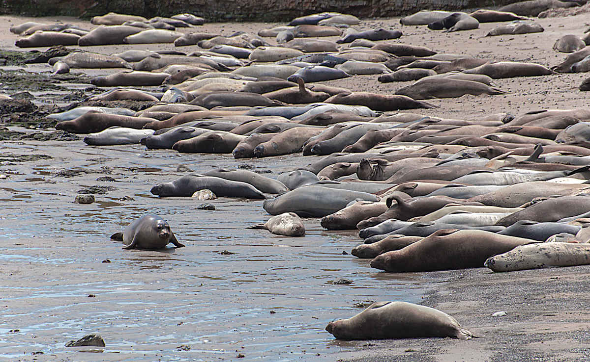 Northern Elephant Seals by Lewis Jackson, Image 1.