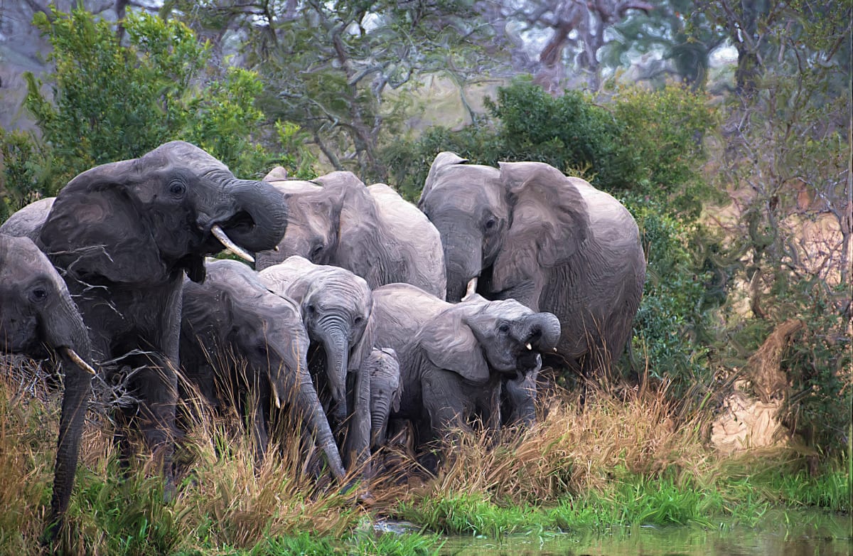 Elephants at the Watering Hole 