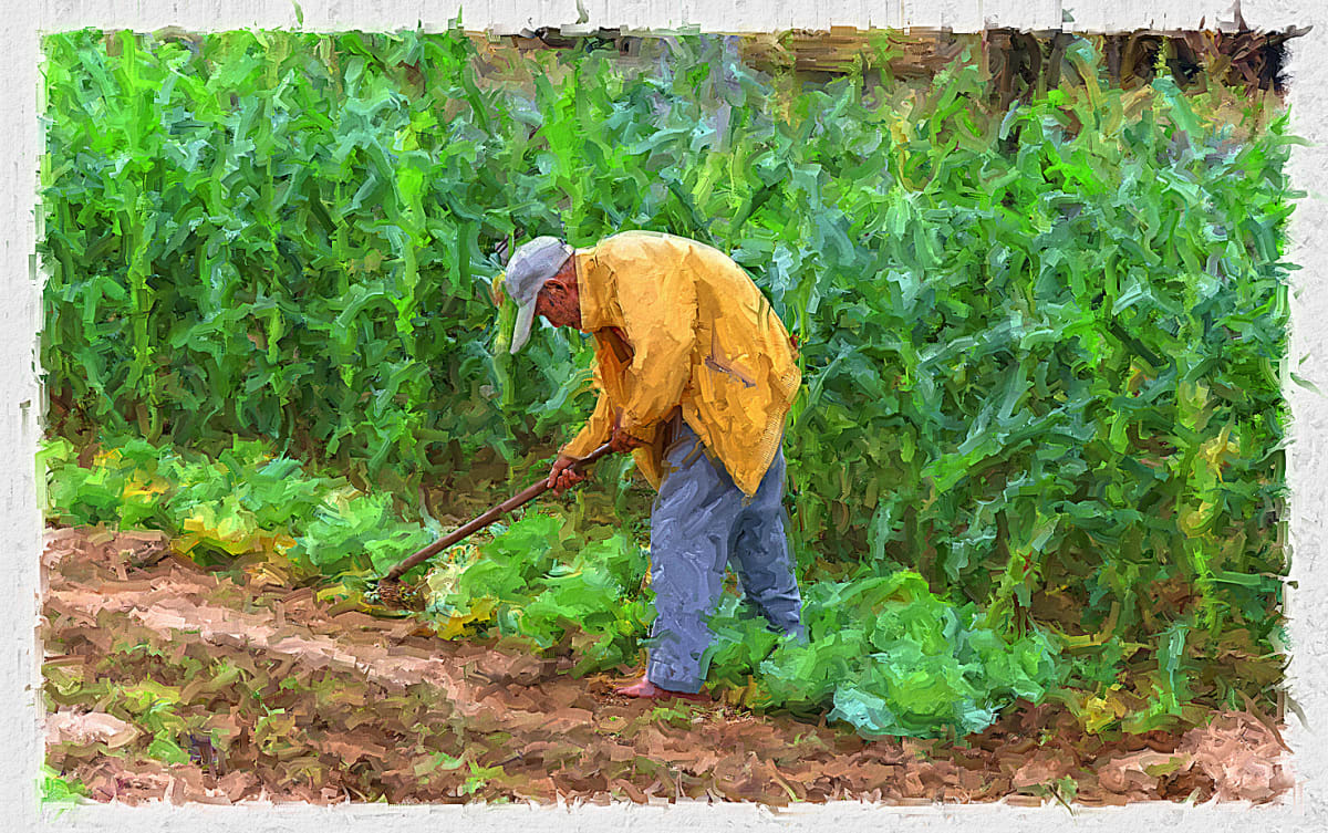 Farmer (Taiwan), Image 1.