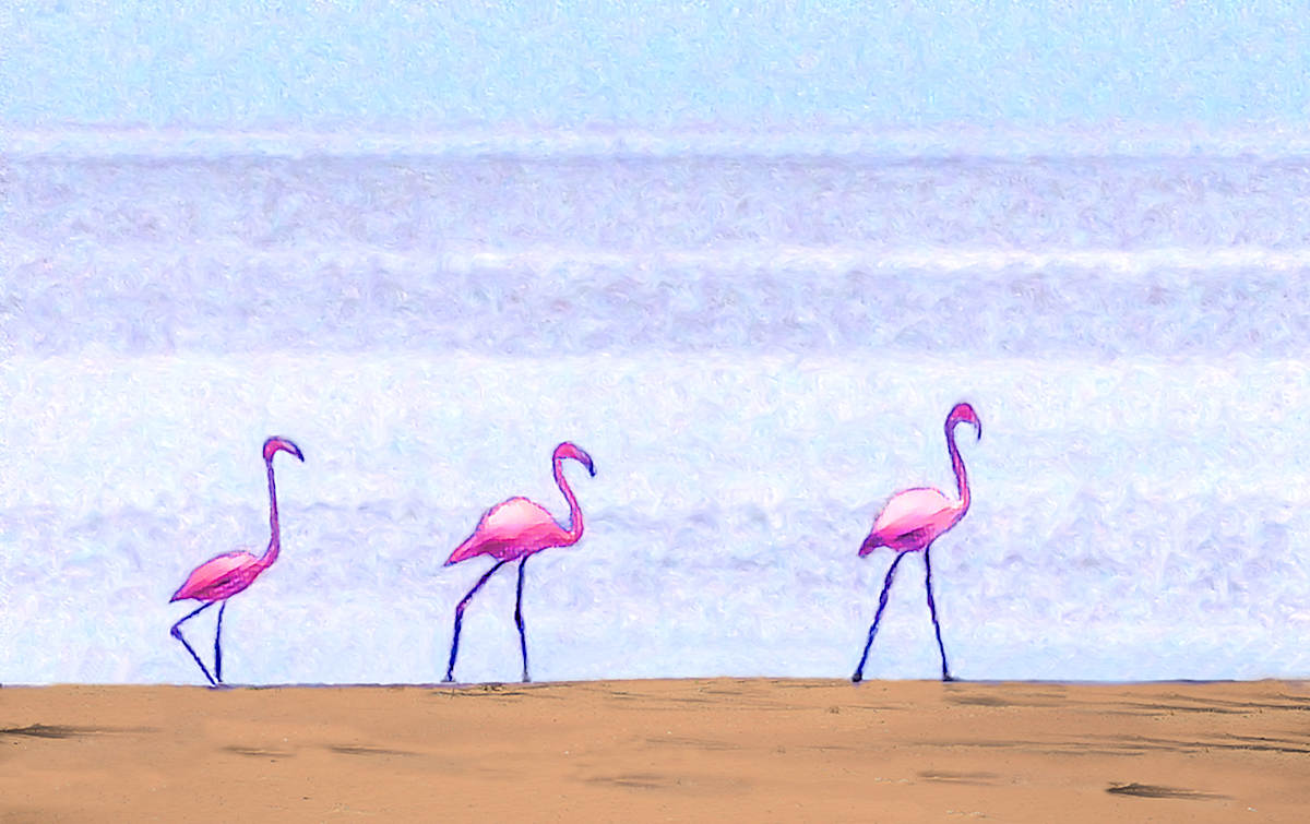 Flamingos by Lewis Jackson 