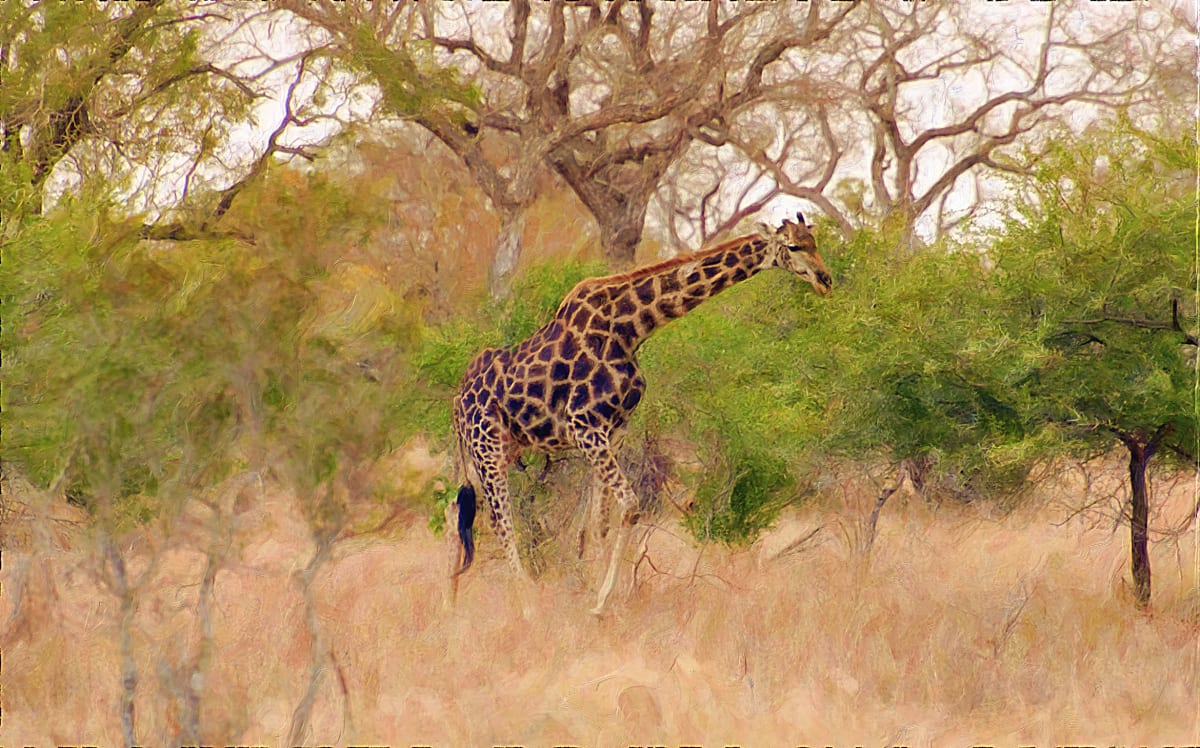 Giraffe with Background Landscape 