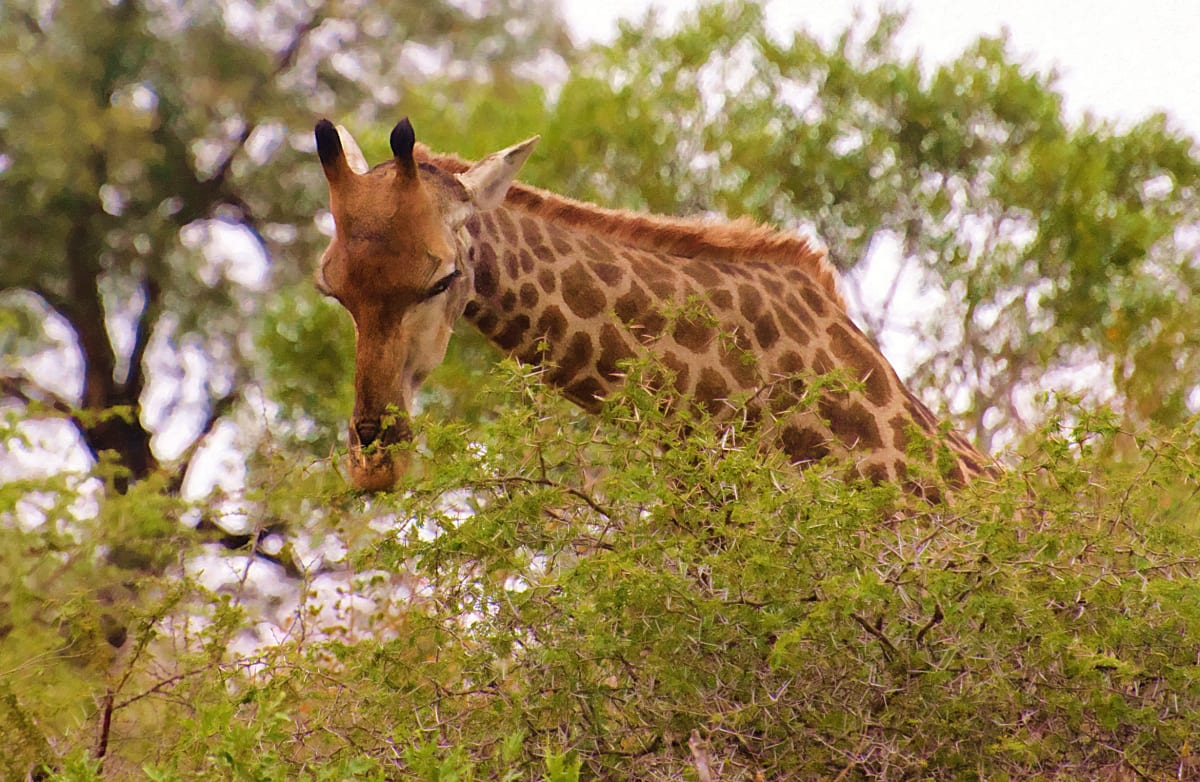 Giraffe, Head shot 