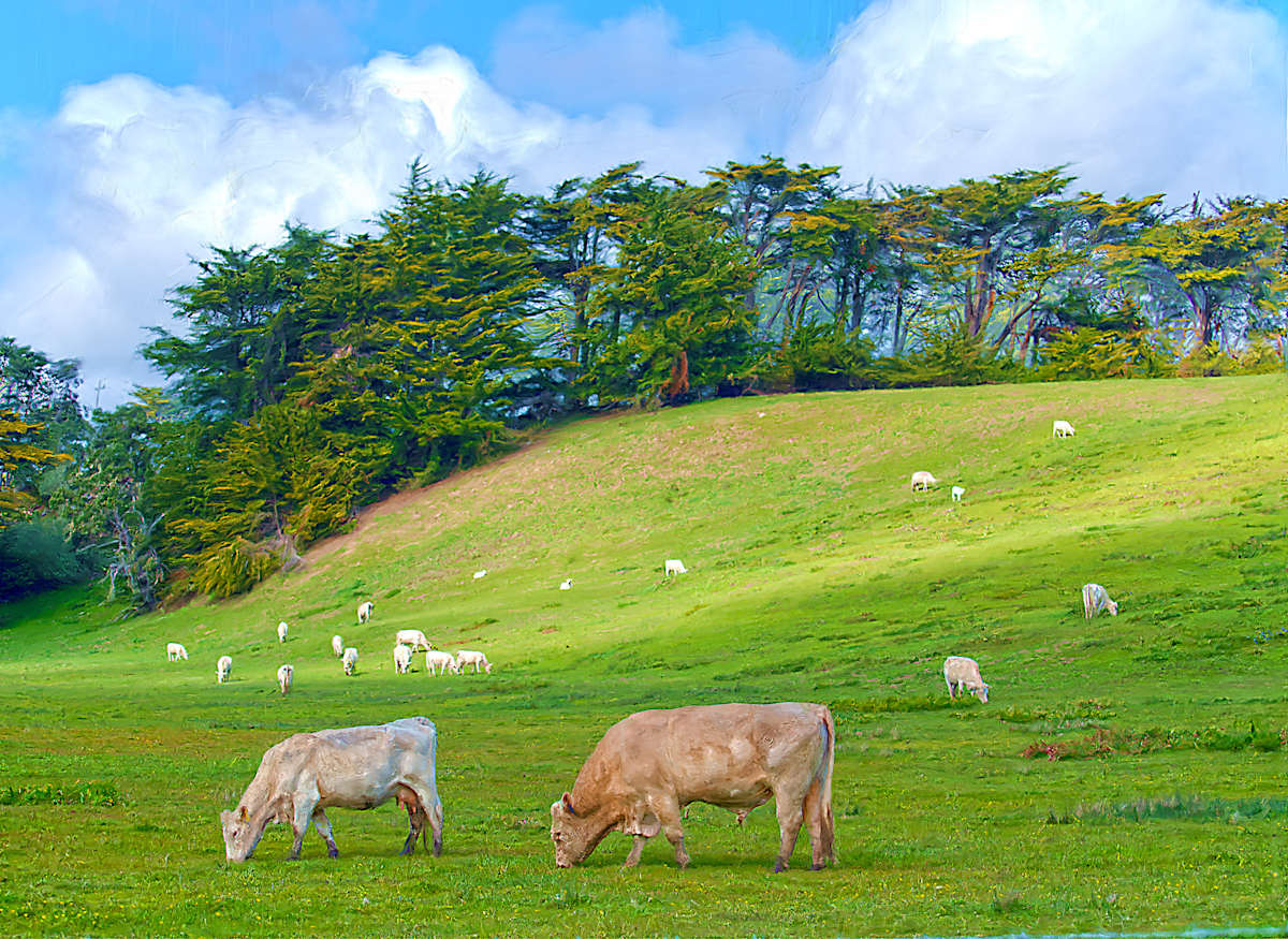 Grazing Cows, in Late Afternoon by Lewis Jackson 