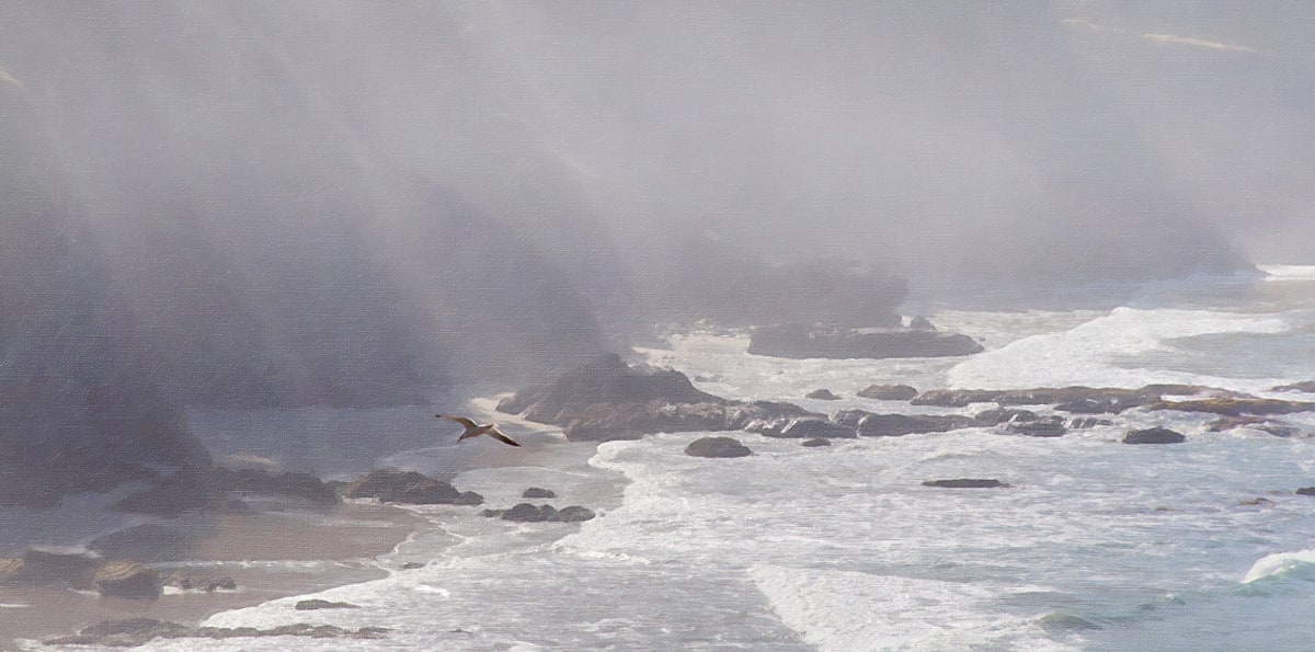 Gull, on a Misty Morning 