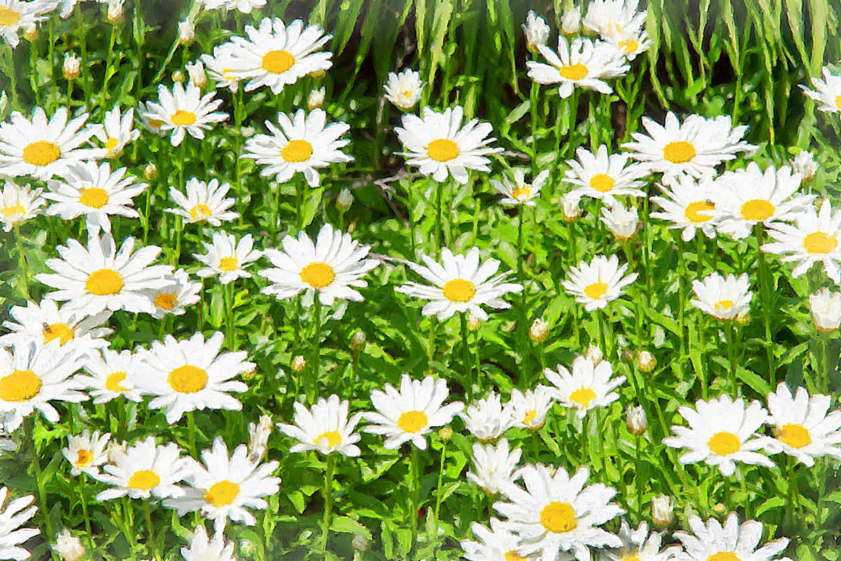 In a Summer Garden by Lewis Jackson 