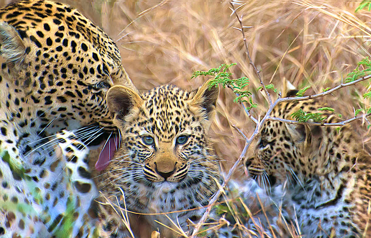 Leopardess and Cubs by Lewis Jackson 