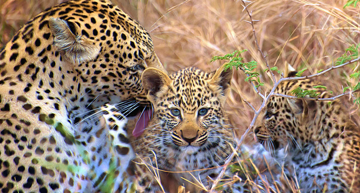 Leopardess and Cubs 