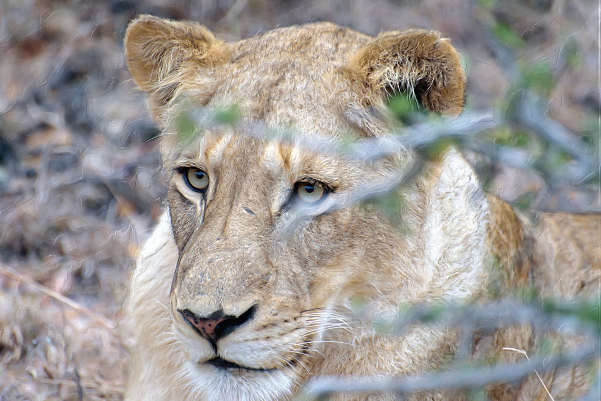 Lioness, Image 1.