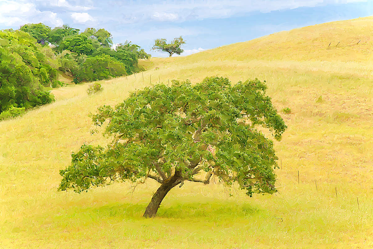 Marin County Landscape by Lewis Jackson, Image 1.
