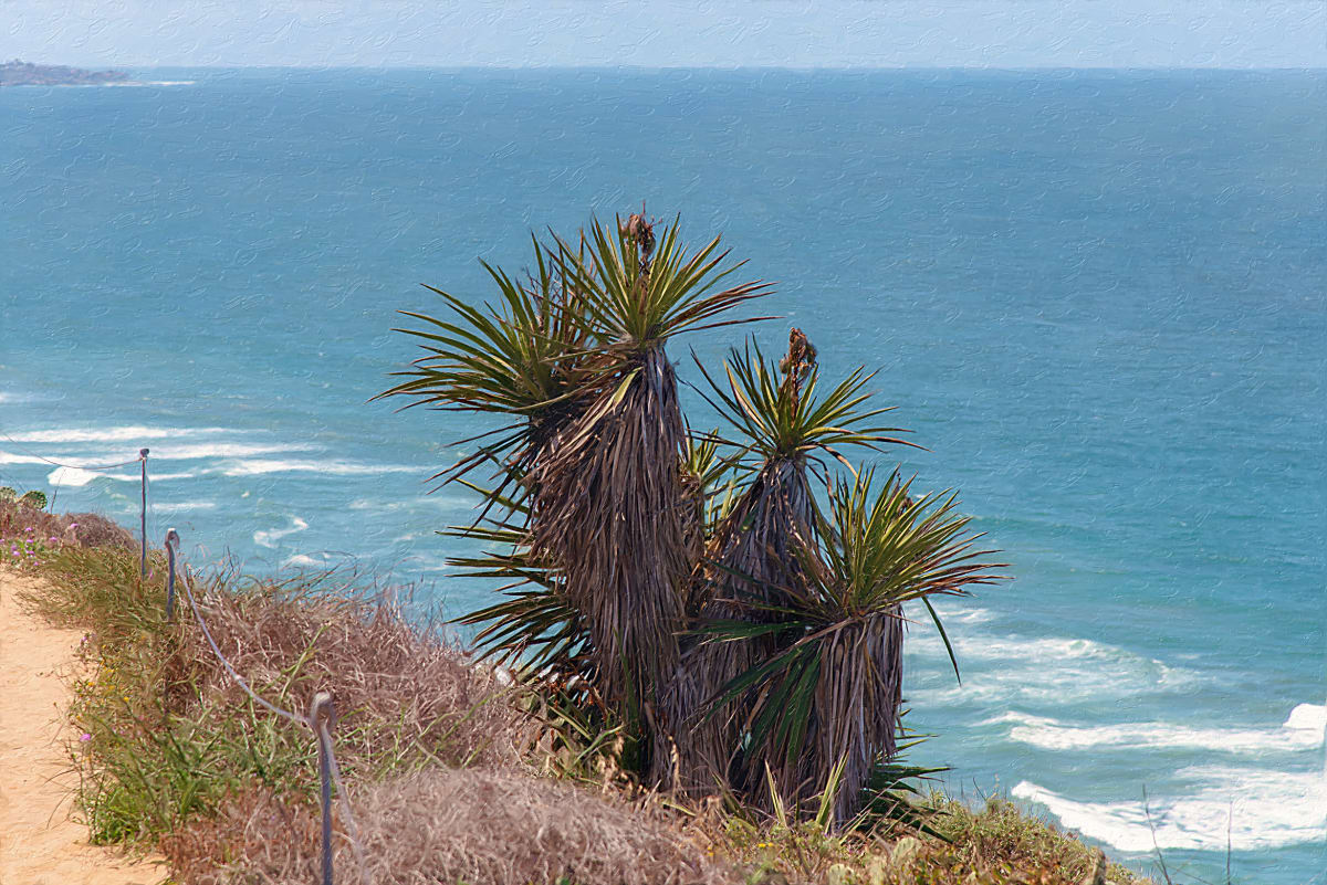 Mojave Yucca By-the-Sea 