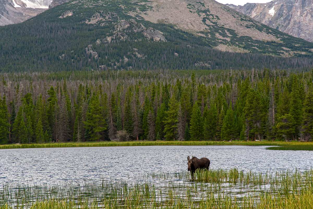 Moose in Late Summer by Lewis Jackson 