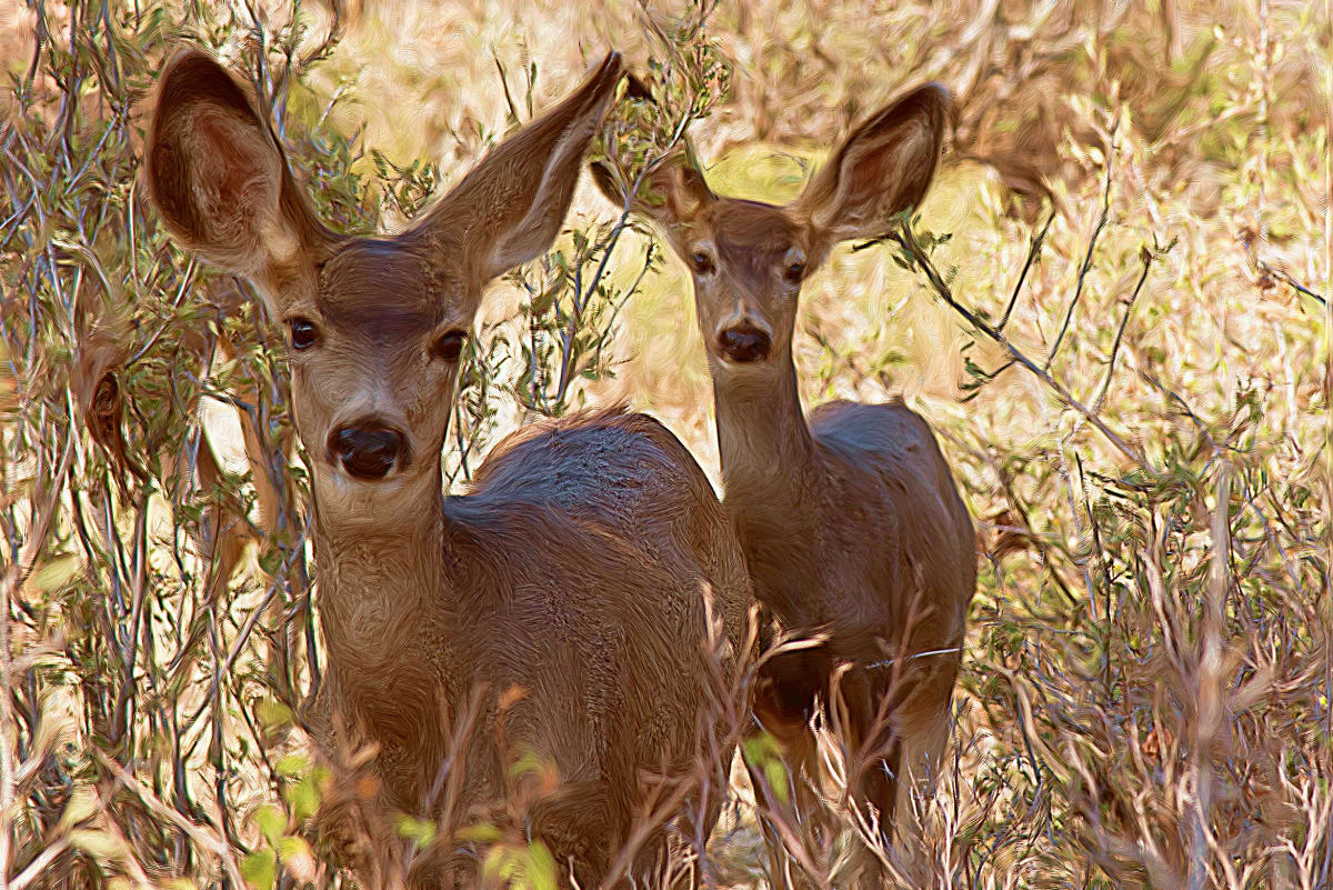 Mule Deer 