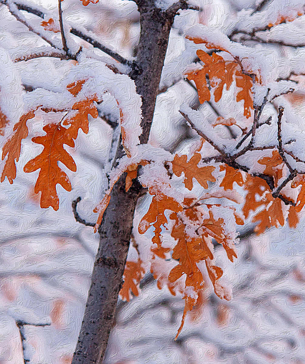 Oak Leaves in Freshly Fallen Snow by Lewis Jackson 
