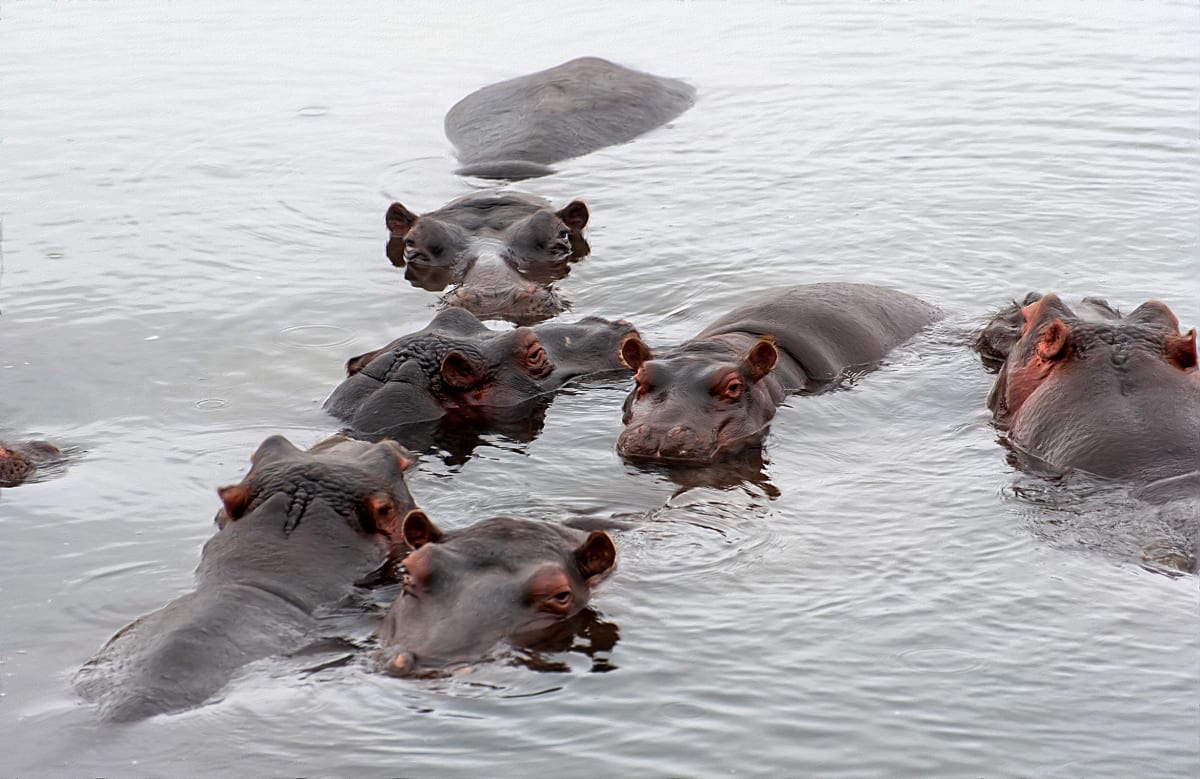 Pod of Hippos, Image 1.