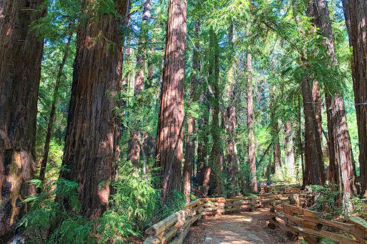 Redwoods Walk by Lewis Jackson, Image 1.
