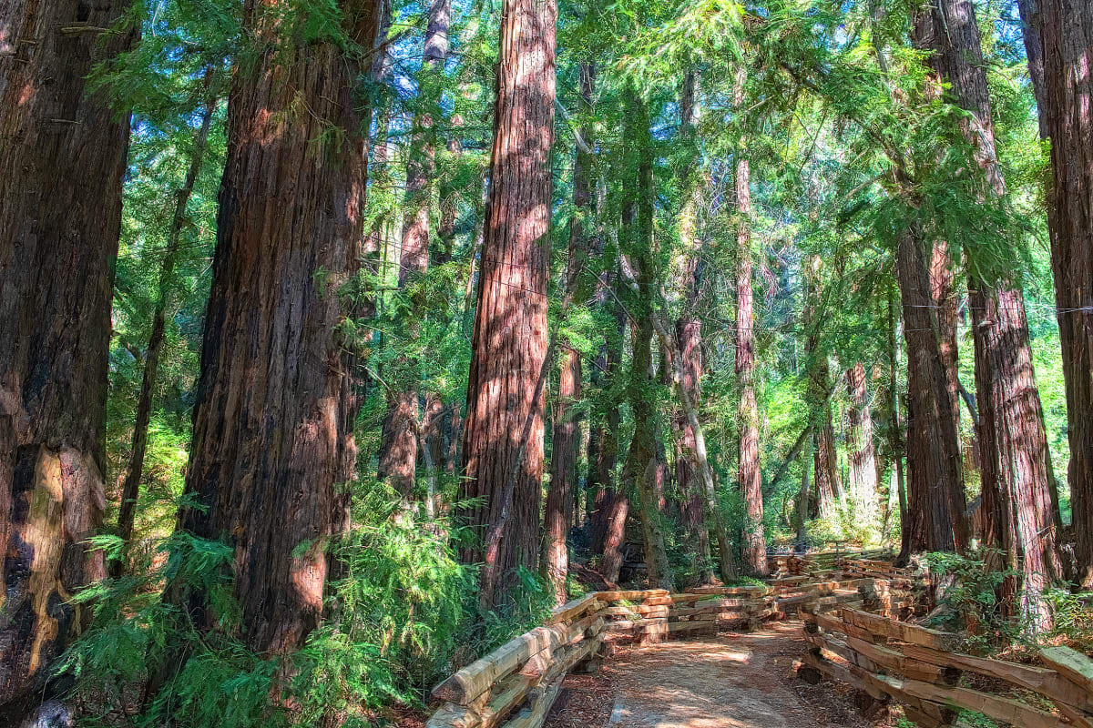Morning Walk Through a Redwood Forest by Lewis Jackson 