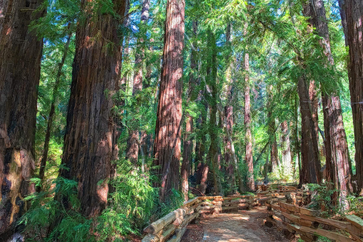 Morning Walk Through a Redwood Forest 