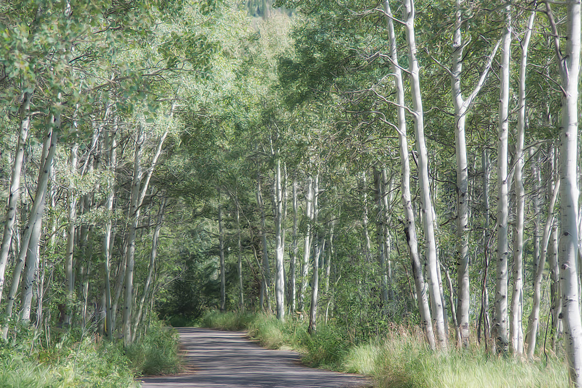 Road Through Aspens 1 