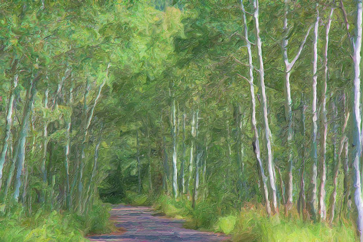 Road Through Aspens 2 