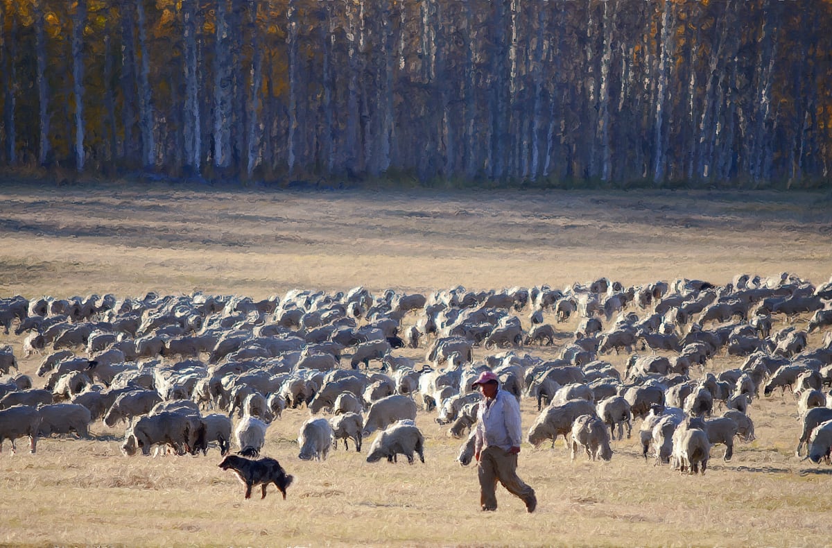 Sheep Herder 