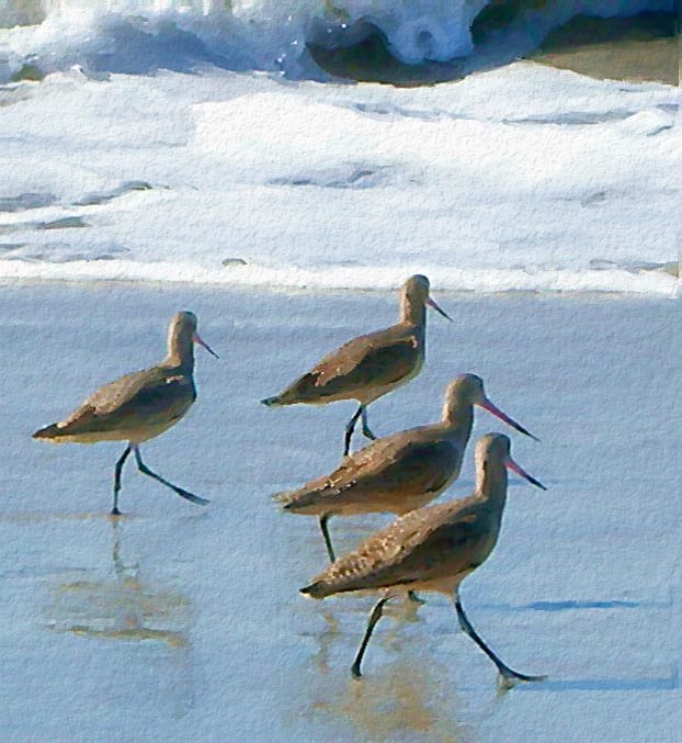 Shorebirds 