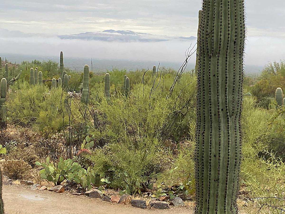 Sonoran Desert Landscape in Rain by Lewis Jackson 