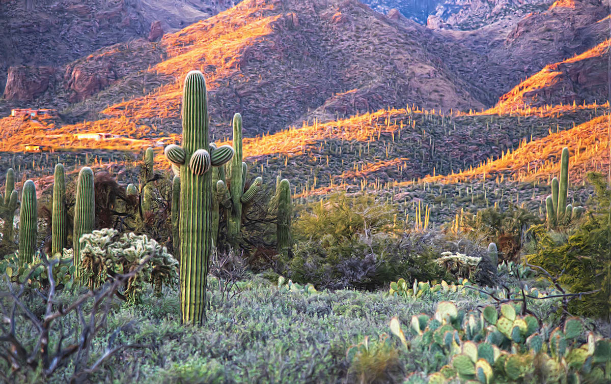 Sonoran Desert Sunset by Lewis Jackson 