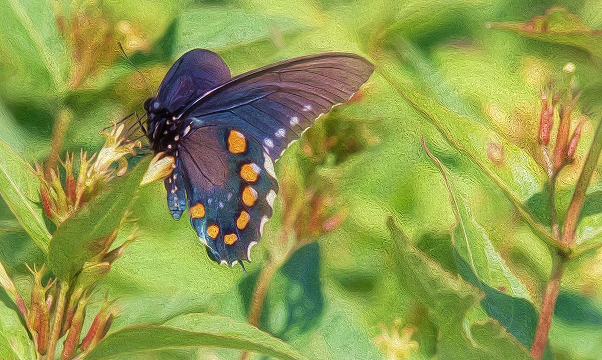 Spicebush Swallowtail, Image 1.